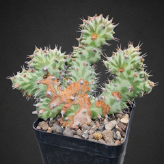Euphorbia horwoodii created