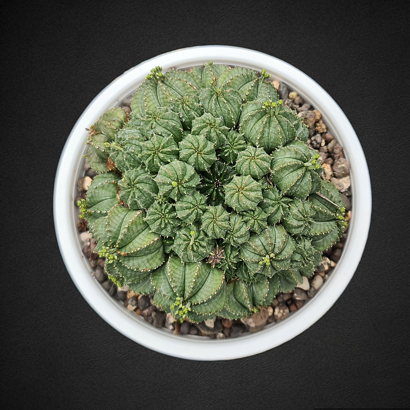 Euphorbia meloformis