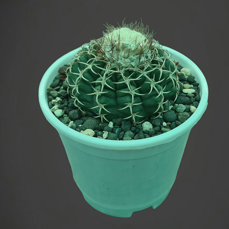 Discocactus latispinus var subviridigriseus