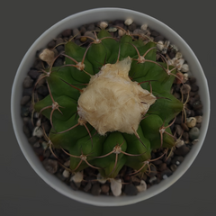 Discocactus mamillosus subs.pachythele