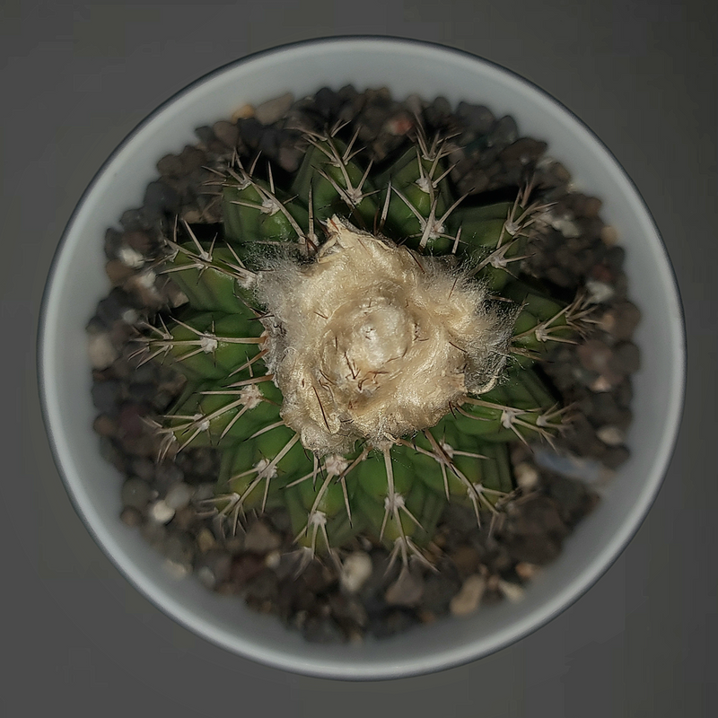 Discocactus placentiformis subs. horstti