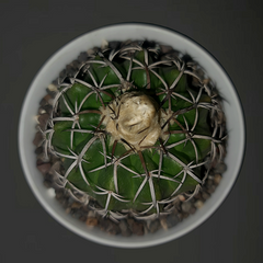 Discocactus Pugionacanthus