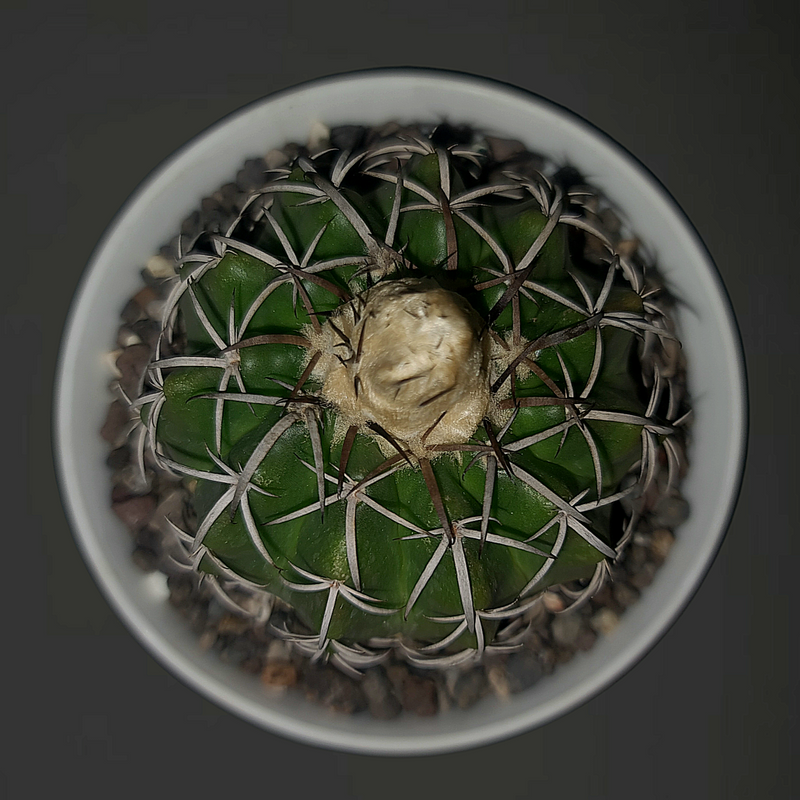 Discocactus Pugionacanthus