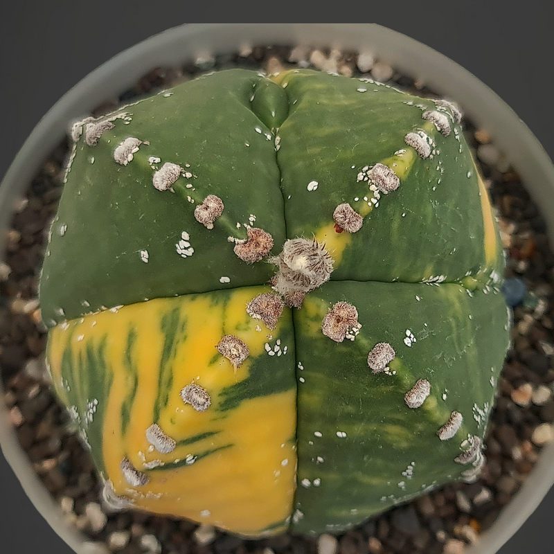 Astrophytum hakuna quadricostatum cv ooibo variegated