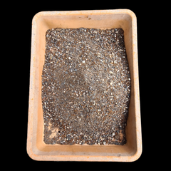Potting mix Cactus and succulent