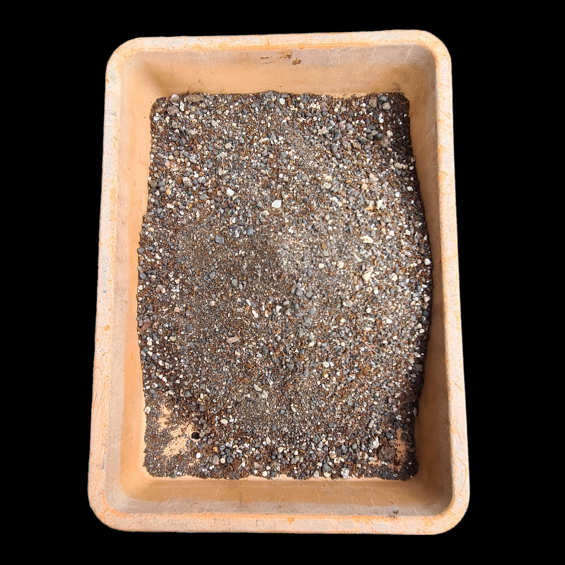 Potting mix Cactus and succulent