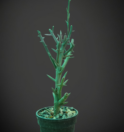 Adenia globosa