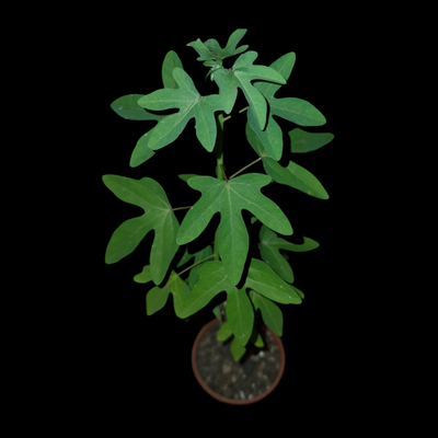 Adenia venenata