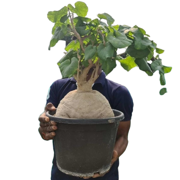 Pyrenacantha malvifolia