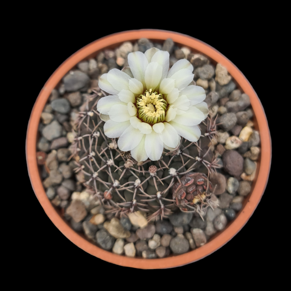 Gymnocalycium quhilianum