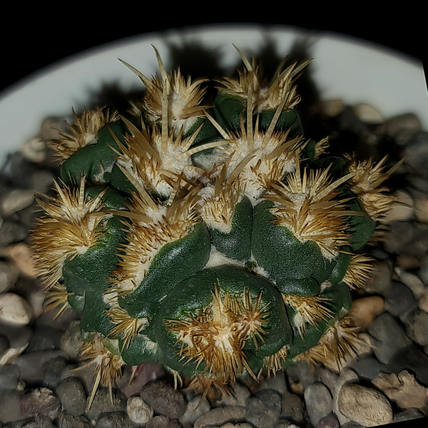 Coryphantha elephantidens thorn cristata montrose