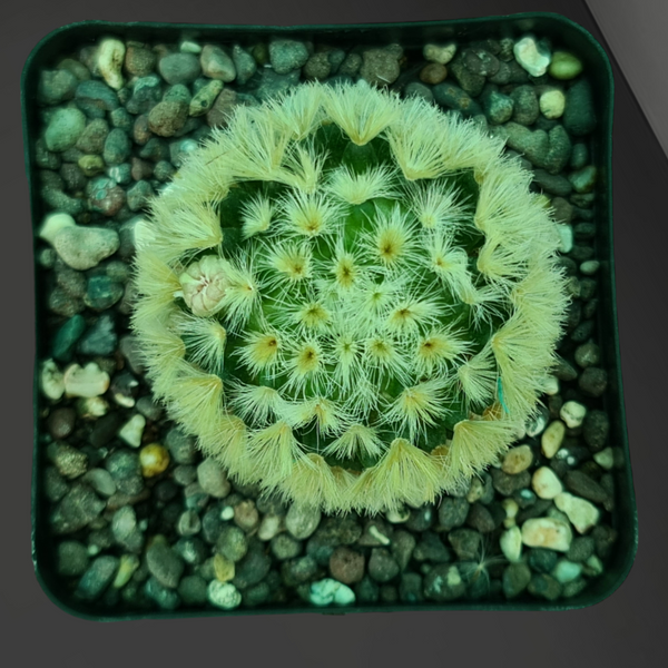 Mammillaria schiedeana subs. giselae f. albiflora