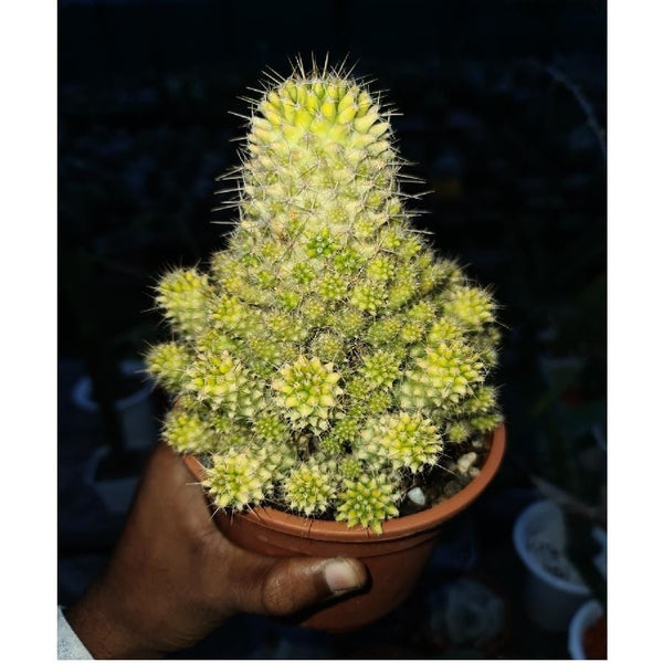 Mammillaria compressa variegated 4_INCHS_RAUND_N_POT WITH_POT