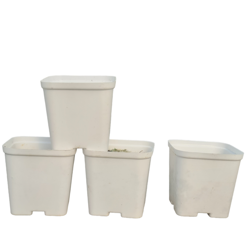 cactus pots - 3 inchs-spare pots- set of 12 pots