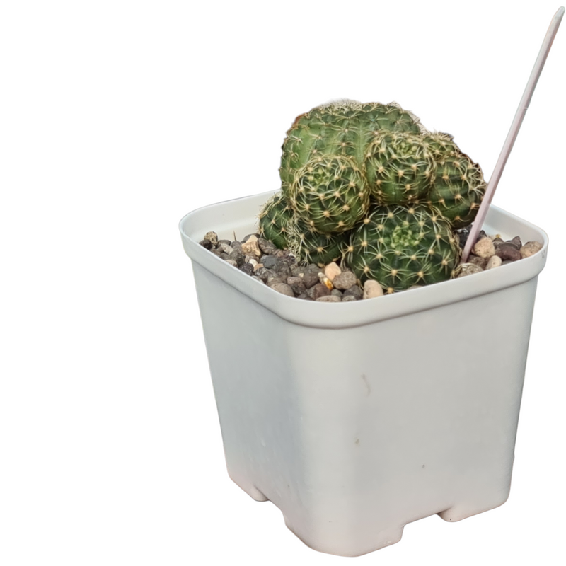 cactus pots - 3 inchs-spare pots- set of 12 pots