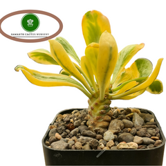 Euphorbia unispina variegated