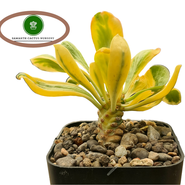 Euphorbia unispina variegated