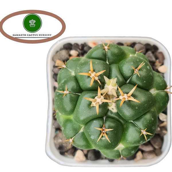 Coryopantha bummbana cv titan Zougemaru