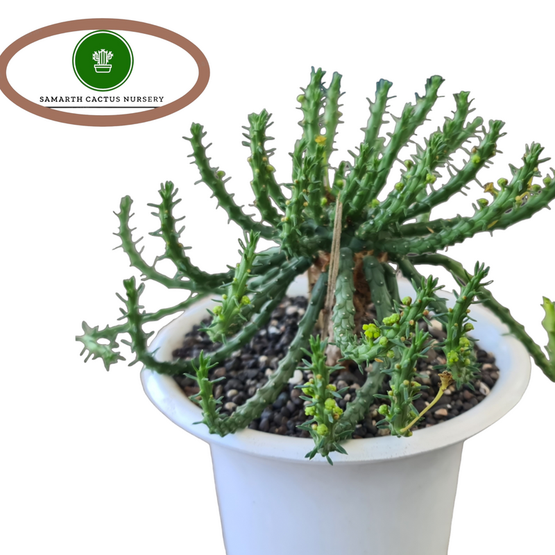 Euphorbia flanaganii