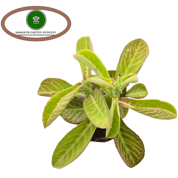 Euphorbia monadenium magnificum var