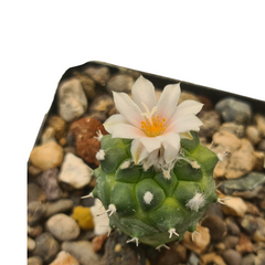 Turbinicarpus schwarzii var lophophoroides