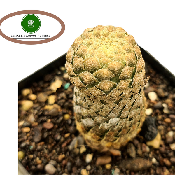 Euphorbia piscidermis