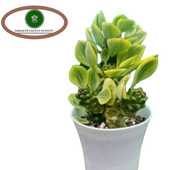Euphorbia monadenium ritchiei verigated