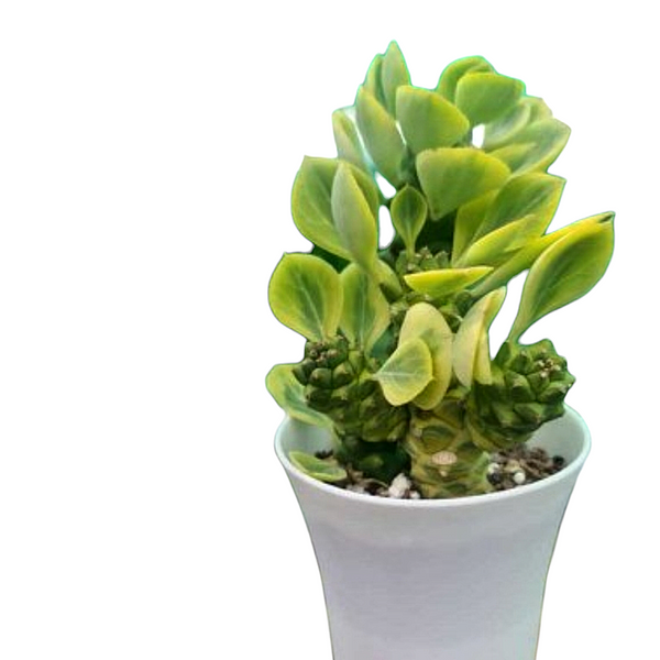 Euphorbia monadenium ritchiei variegated
