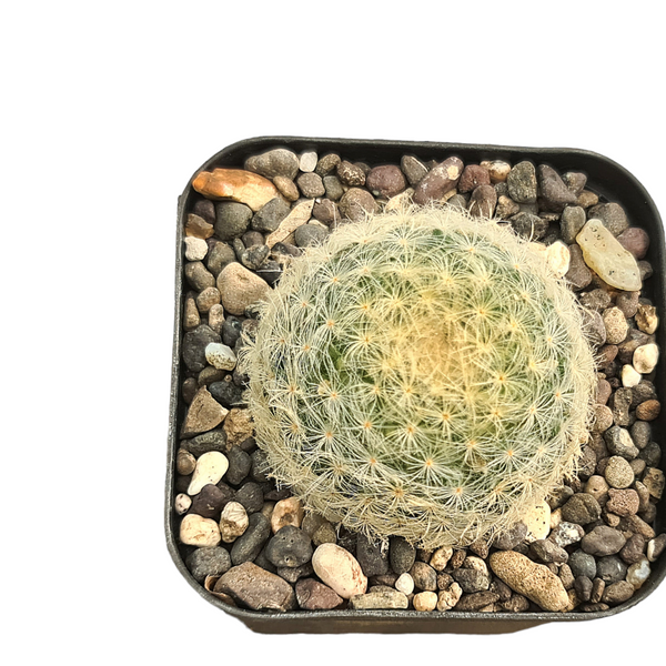 Mammillaria bocasana_cactus_plant