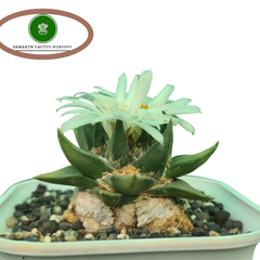 ariocarpus trigonus v. elongatus