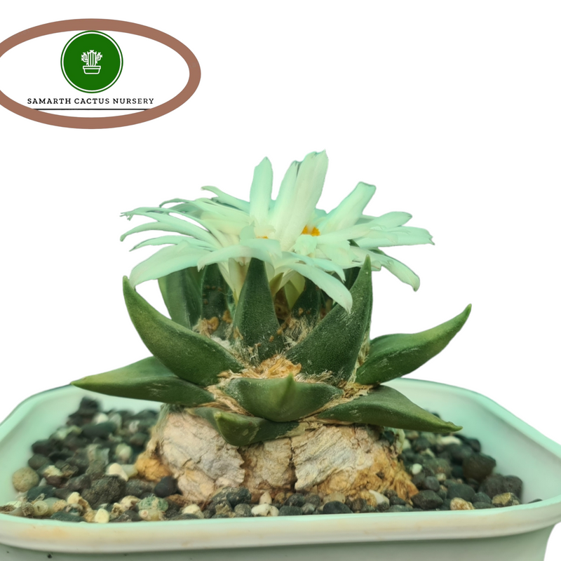 ariocarpus trigonus v. elongatus