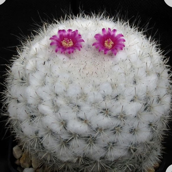 Mammillaria cadereytensis