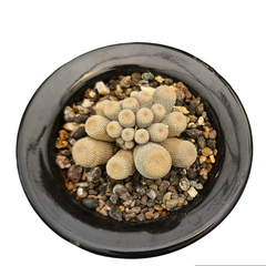 Epithelantha bokei