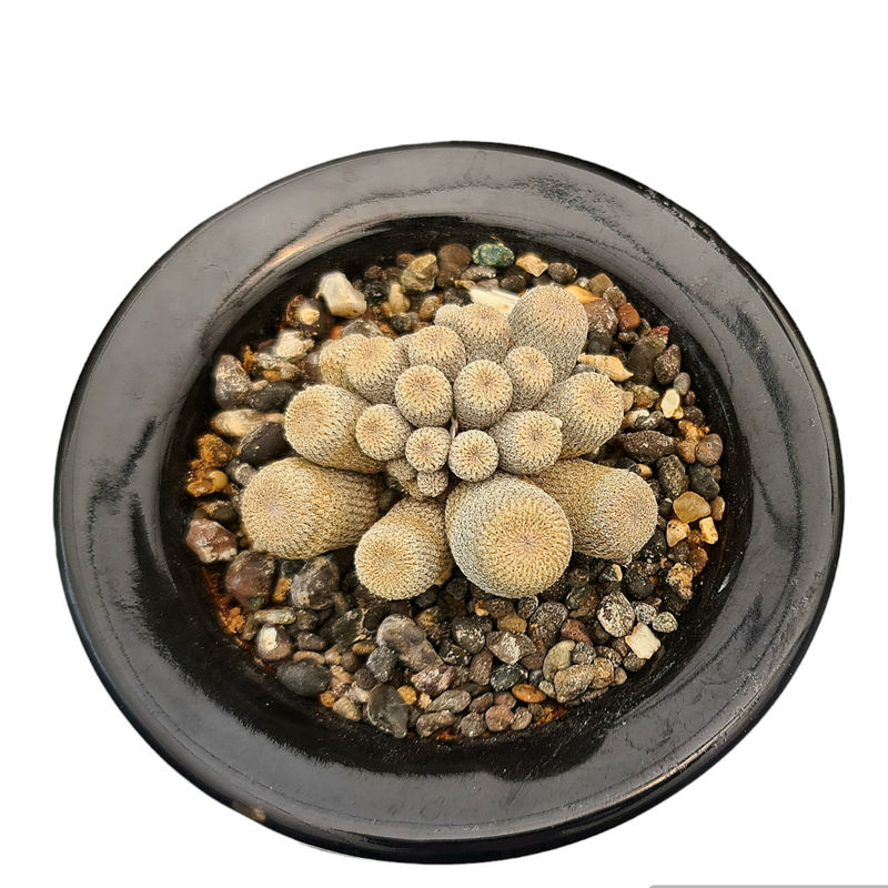 Epithelantha bokei