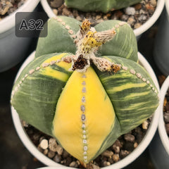 Astrophytum nudam verigated seeds