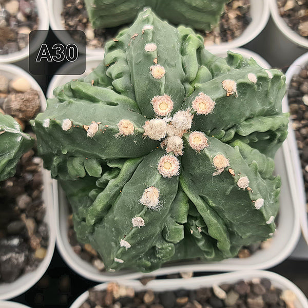 Astrophytum myriostigma fukuryu x Kareena kel seeds
