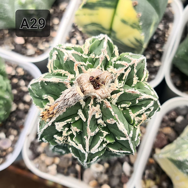 Astrophytum myriostigma cv hanakago seeds