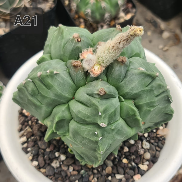 Astrophytum nudam cv yoroi seeds