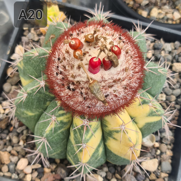 Melocactus curvispinus variegated seeds
