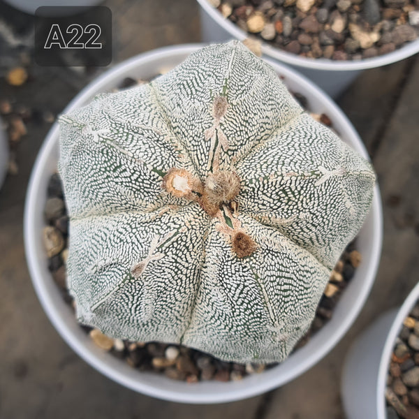 Astrophytum onzuka x fukuryu seeds