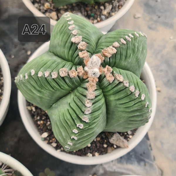 Astrophytum nudam cv hercules kkiko seeds