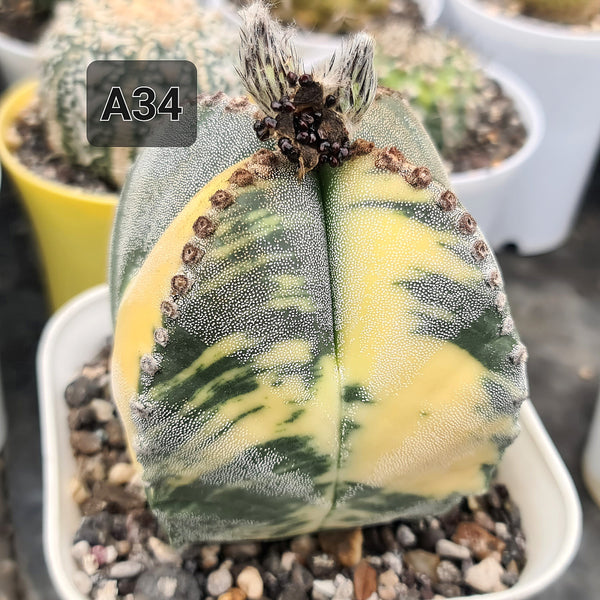 Astrophytum myriostigma quadricostatum variegated