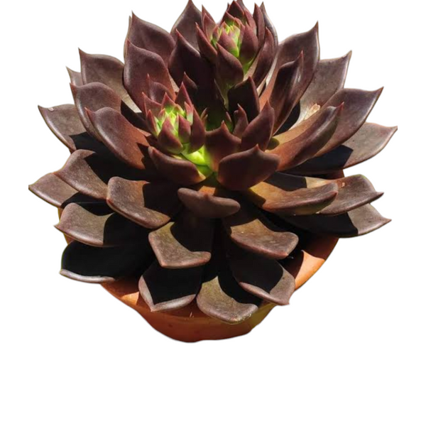 Echeveria black prince (  Laxmi Kamal Vishnu kamal )