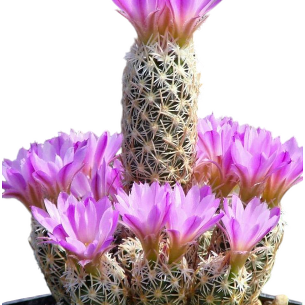 Escoberia menima