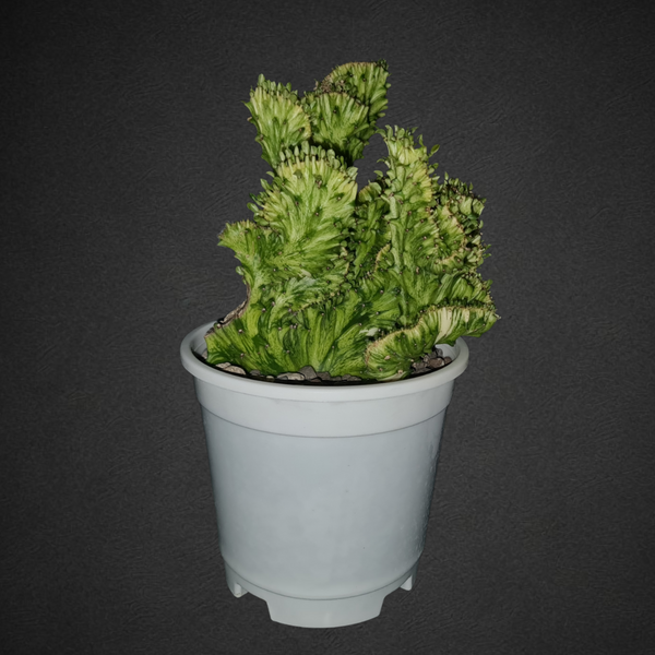 Euphorbia lactea green been cristata variegated