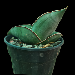 Sansevieria banana