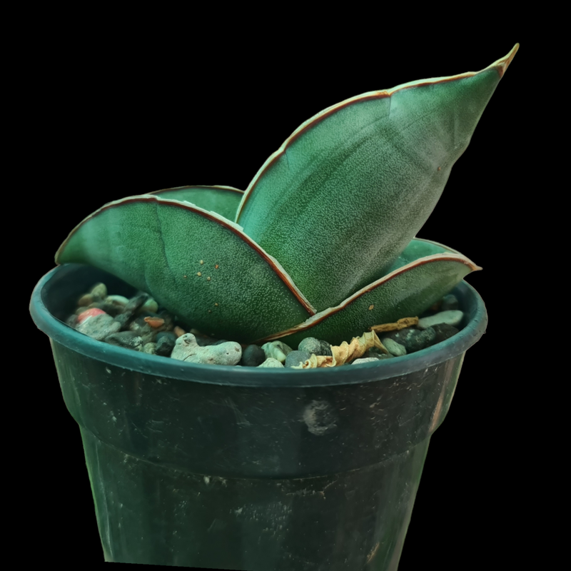 Sansevieria banana