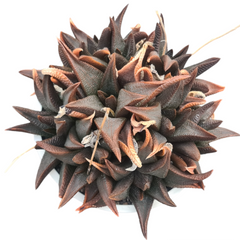 Haworthia koelmaniorum v mcmurtryi