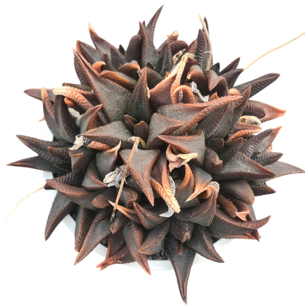 Haworthia koelmaniorum v mcmurtryi
