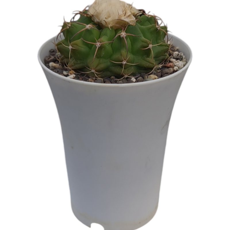 Discocactus eptacanthus subs heptacanthus